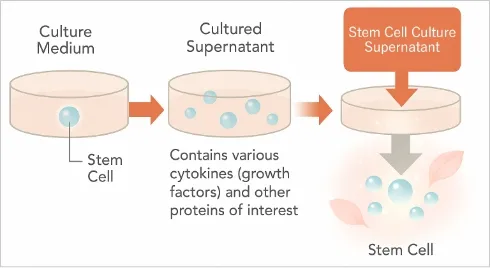 Pure Skin (Stem Cell Culture Supernatant) Image