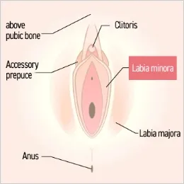 Possible Areas for Fat Grafting